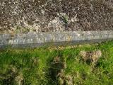 image of grave number 313117